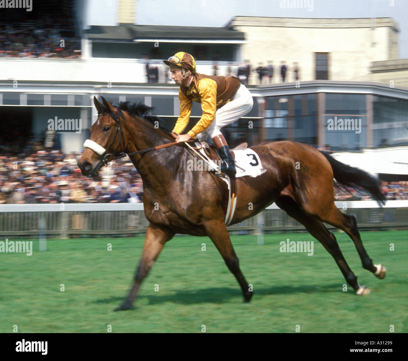 Vintage late 1970s Newmarket horseracing horse and jockey Lester Piggot going to start  Stock Photo