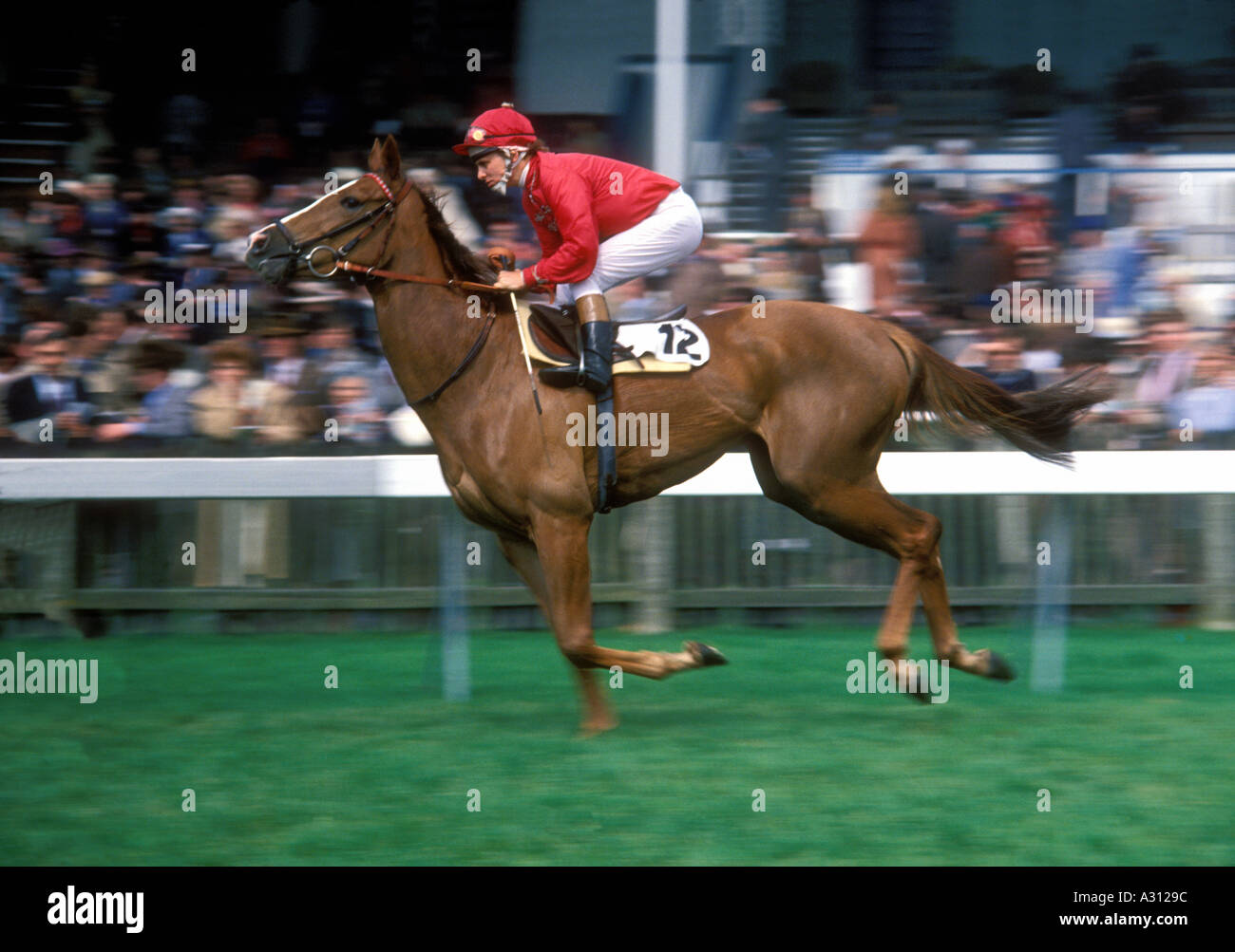 Vintage late 1970s Newmarket horseracing horse and jockey Willie Carson going to start  Stock Photo