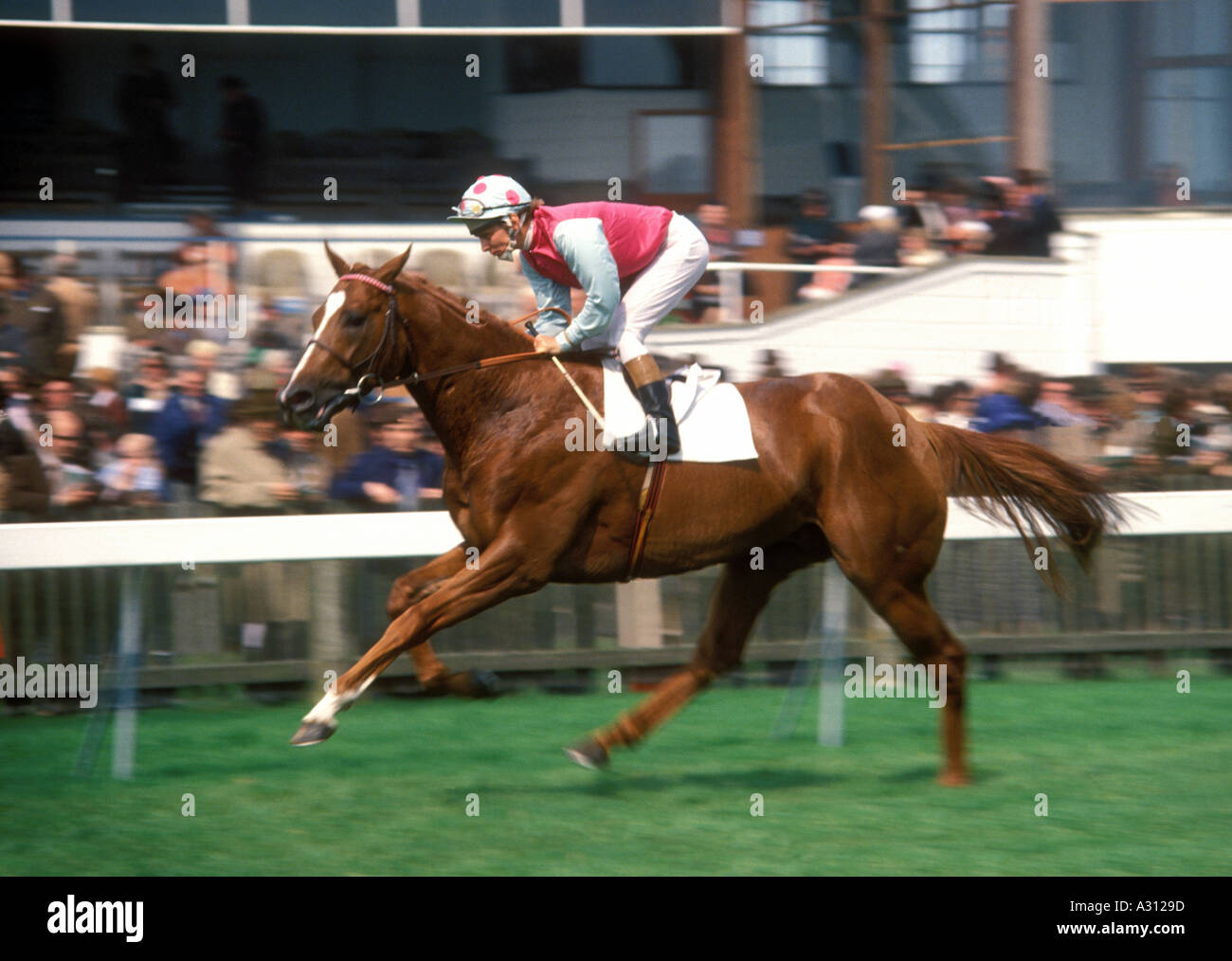 Vintage late 1970s Newmarket horseracing horse and jockey Willie Carson going to start  Stock Photo