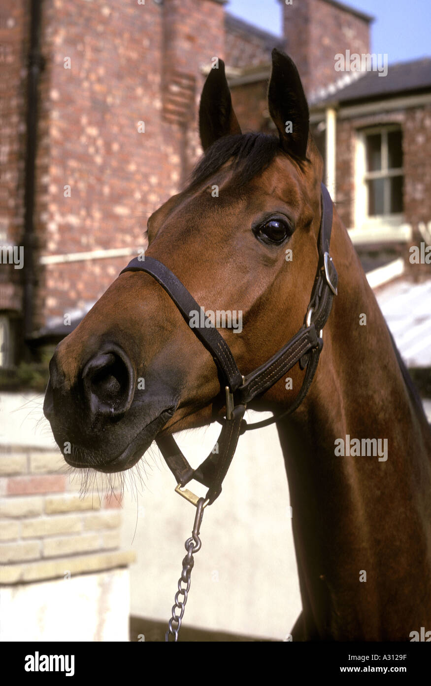 Vintage 1974 Grand National winner Red Rum in trainer Ginger McCain s Southport yard  Stock Photo