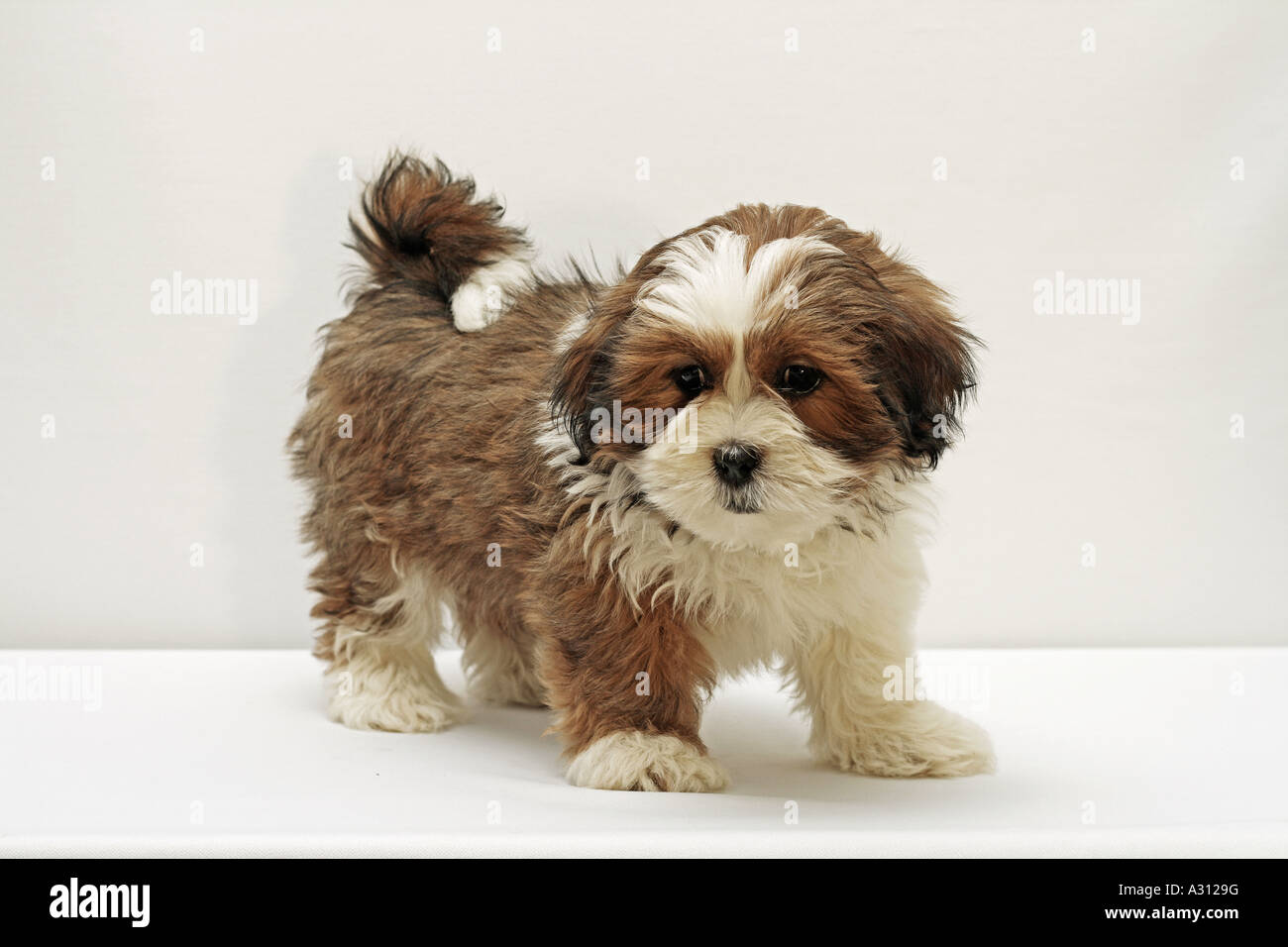 Lhasa Apso puppy - standing - cut out Stock Photo - Alamy