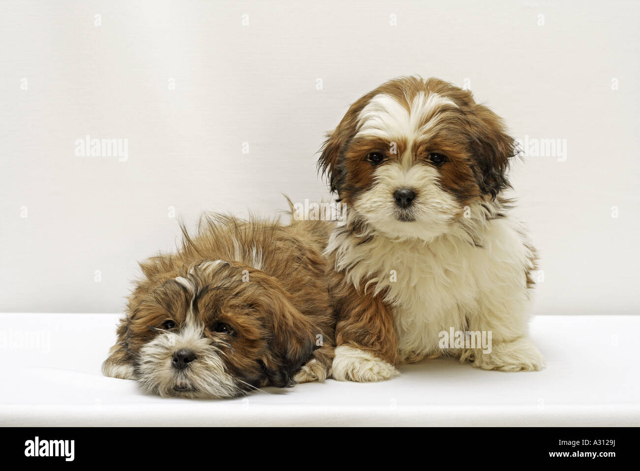 two Lhasa Apso puppies cut out Stock Photo Alamy