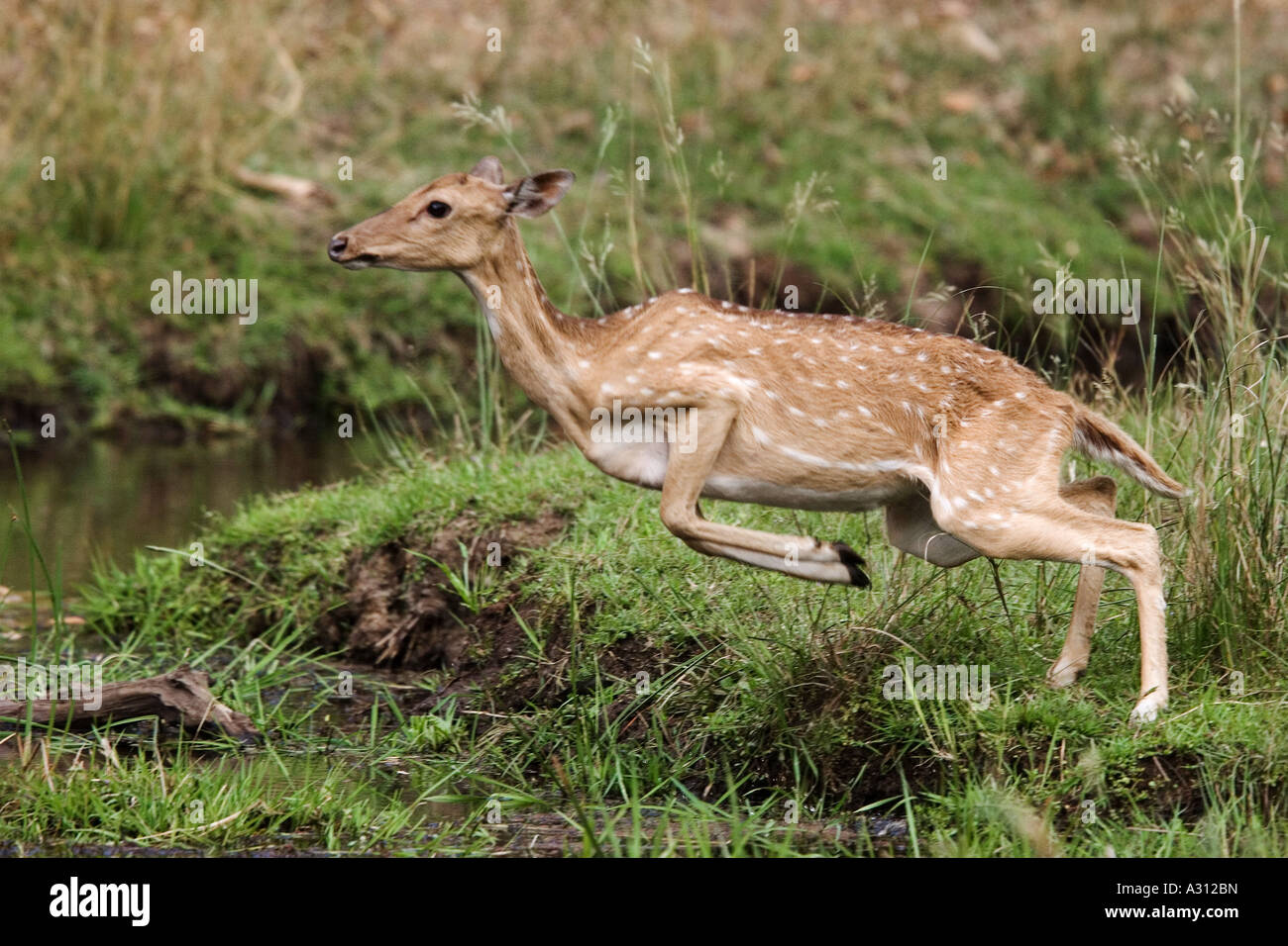 spotted deer jumping / Axis axis Stock Photo Alamy