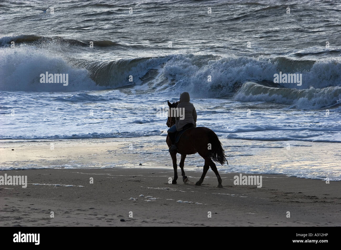 rider with horse - at the beach Stock Photo - Alamy