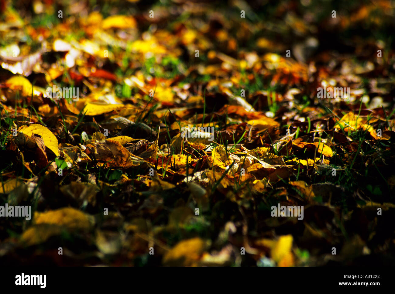 Autumn leaves and grass Stock Photo