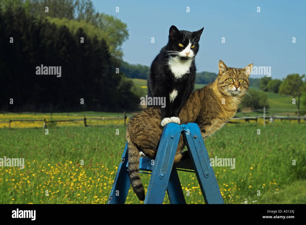 two domestic cats on ladder Stock Photo Alamy