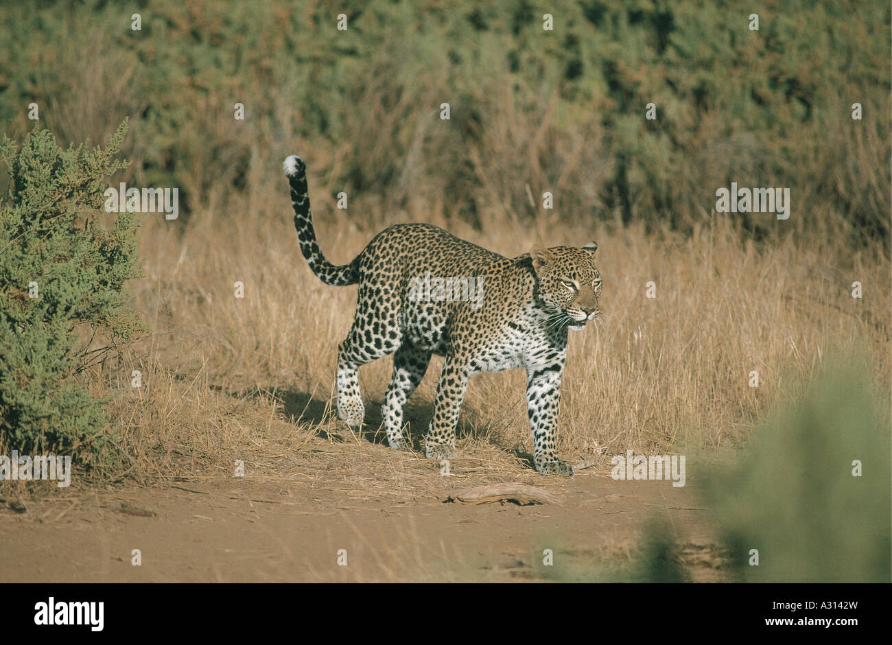Leopard on the move in Samburu National Reserve Kenya East Africa Stock Photo