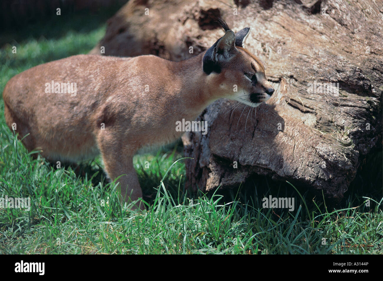 Caracal crouching at side of dead log looking intent as it looks for potential prey Kenya East Africa Stock Photo