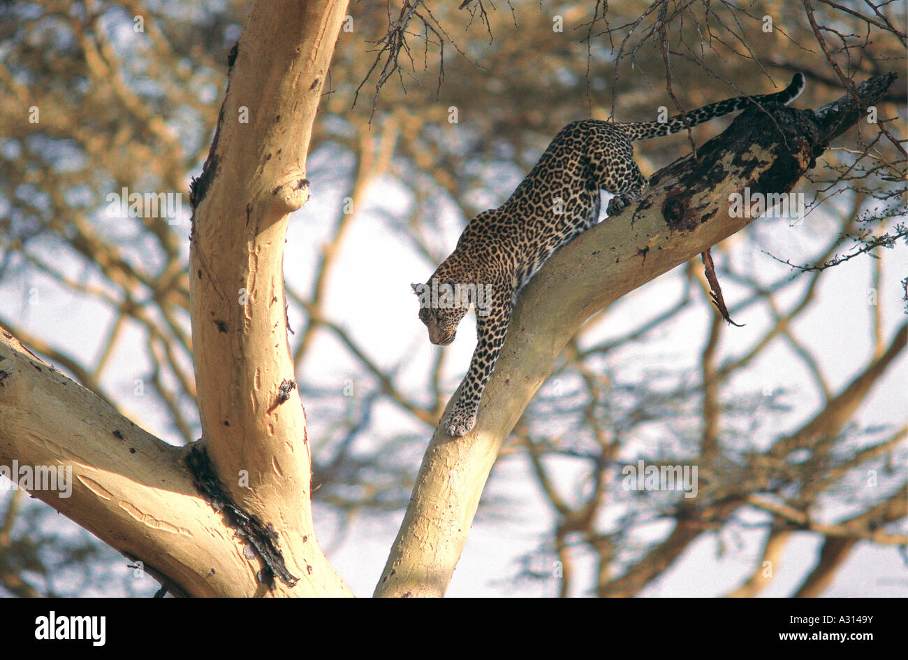 Leopard descending Yellow barked Acacia tree in Serengeti National Park Tanzania Stock Photo