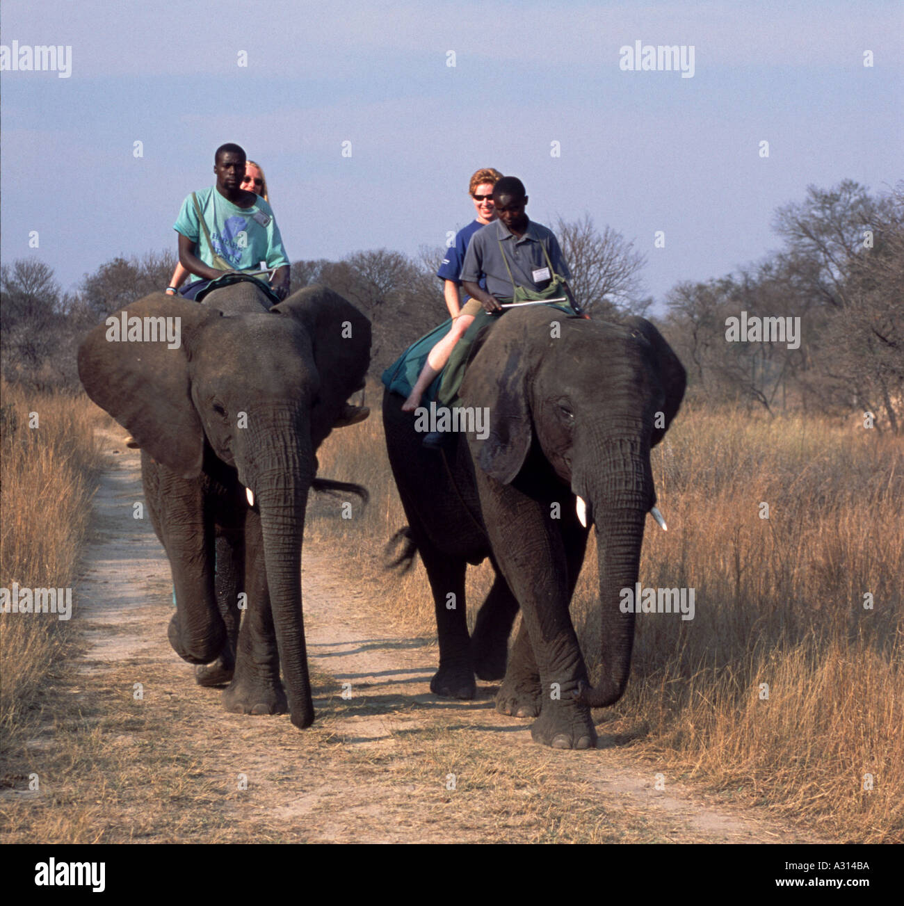 Elephant Ride Gweru Zimbabwe Stock Photo Alamy