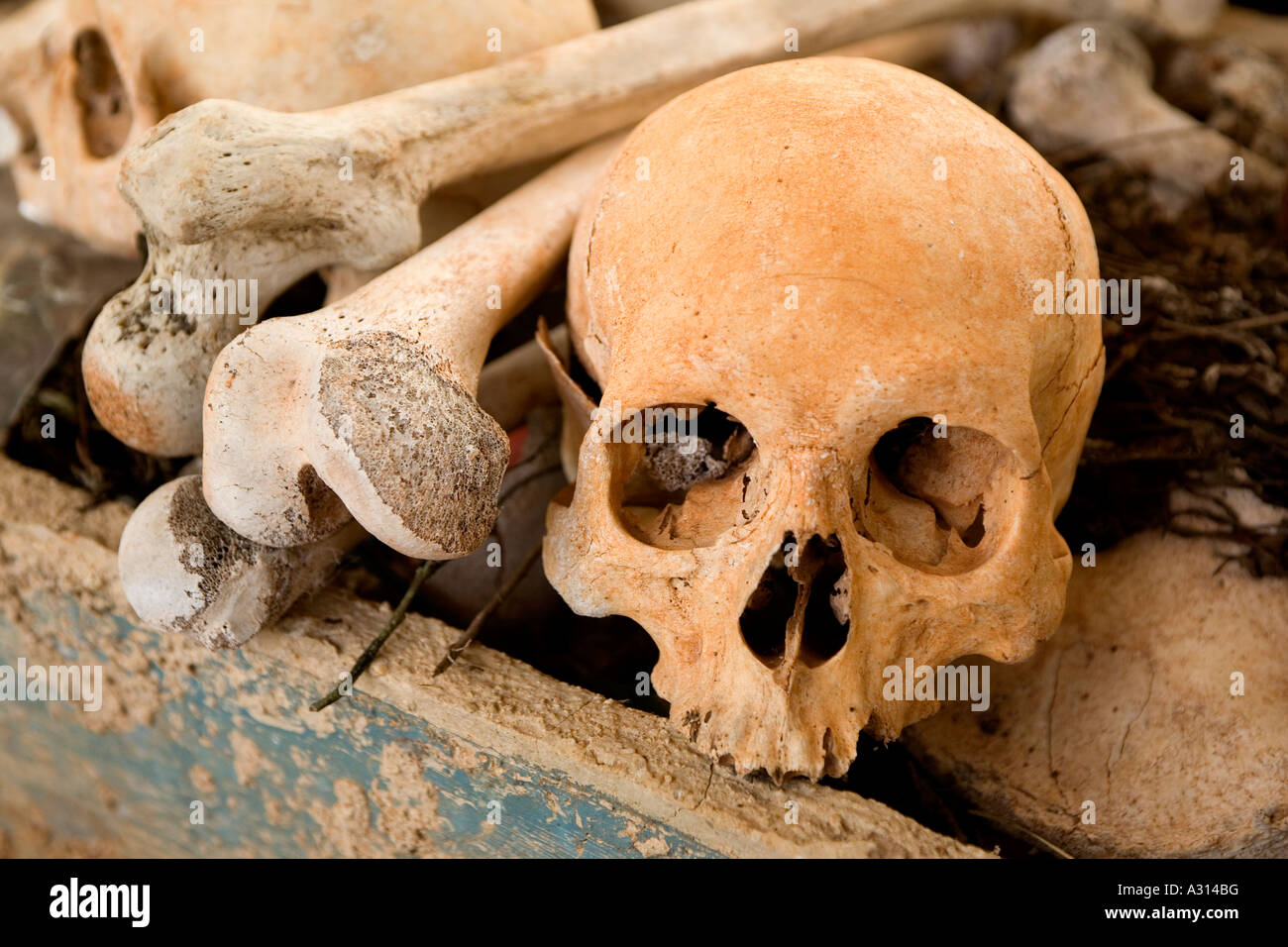 313 fotos de stock e banco de imagens de Skull And Bones Society