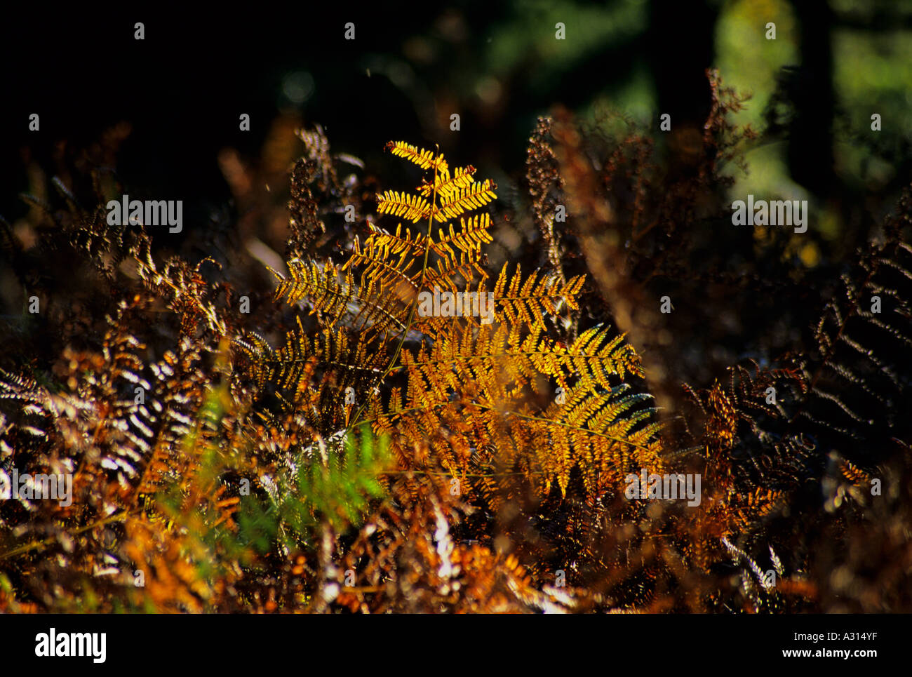 Fern turning brown in autumn Mark Ash Wood New Forest Hampshire England UK Stock Photo
