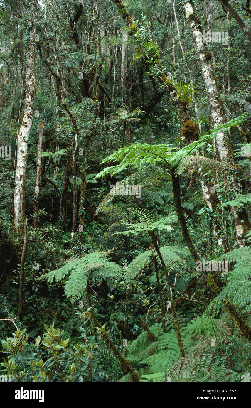 Tree ferns in cloud forest tropical montane rainforest on the slopes of