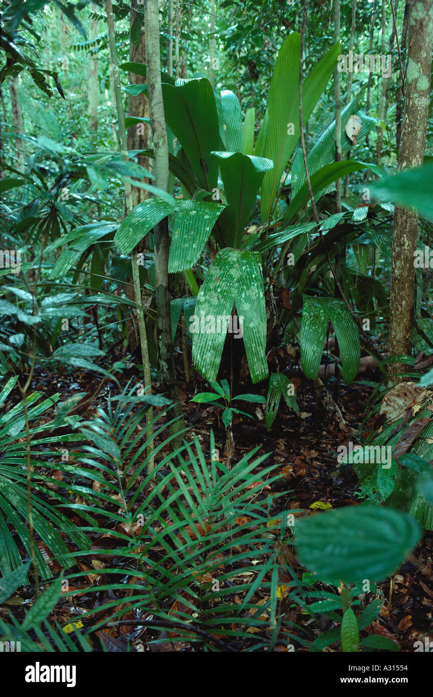 Tropical Rain forest with undergrowth rich in palms (top: Pinanga sp.) at Lambir Hills National Park, Malaysia, Borneo, Sarawak (part of Sundaland biodiversity hotspot). Stock Photo