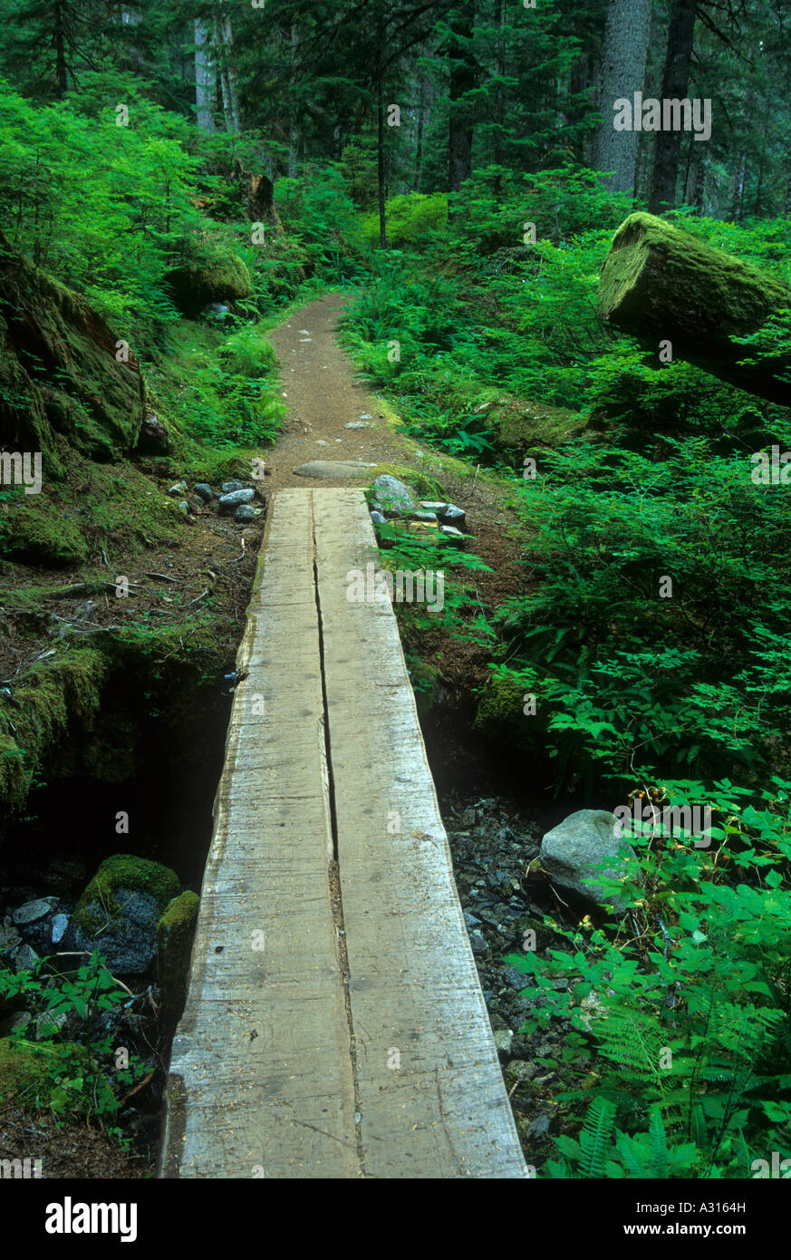 Trail to Big Greider Lake in the Cascade Mountain Range, Washington, USA Stock Photo