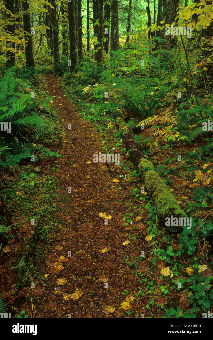 Trail along Troublesome Creek in the Mount Baker Snoqulamie National