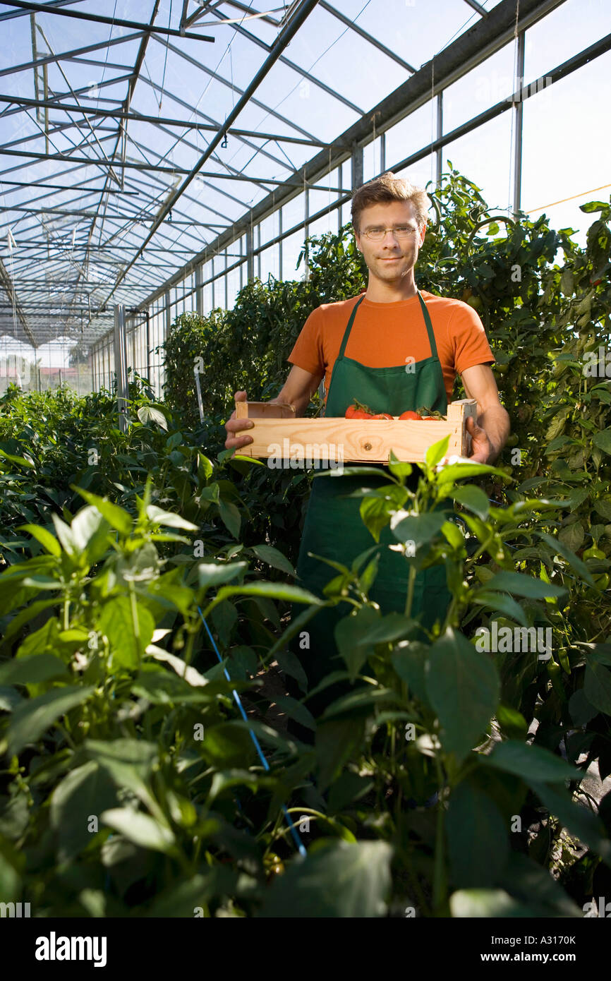 Man holding crate of tomatoes in greenhouse Stock Photo