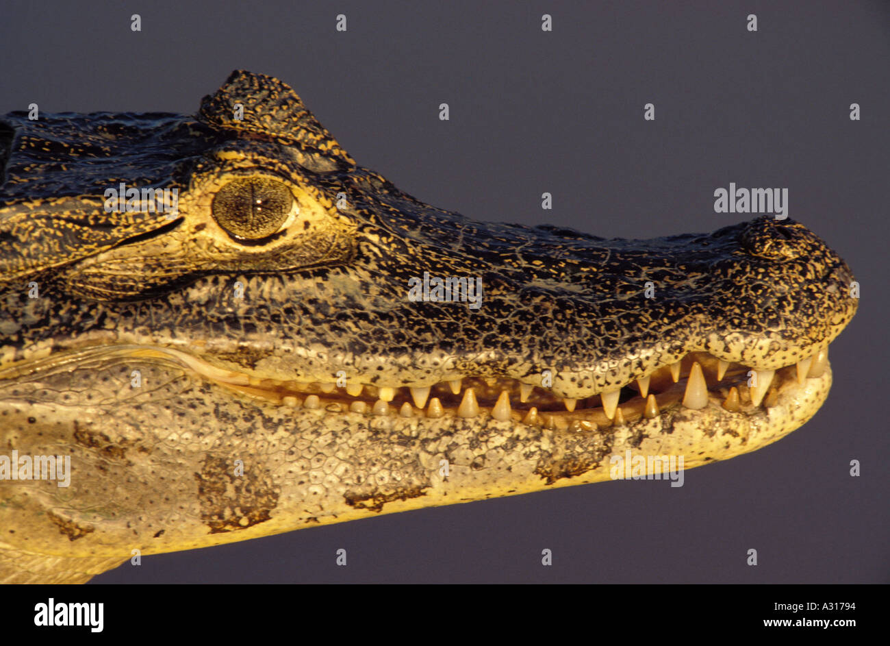 Close-up of a caiman’s head, powerful jaw and textured scales of this apex predator, an essential component of the world’s largest tropical wetland. Stock Photo