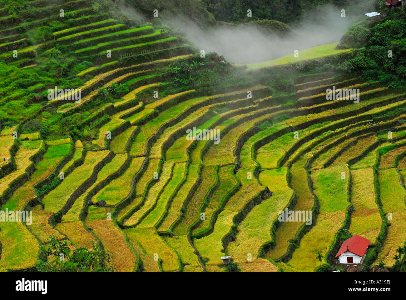 Beppu Rice Terrace Field terrace rice fields Stock Photo - Alamy