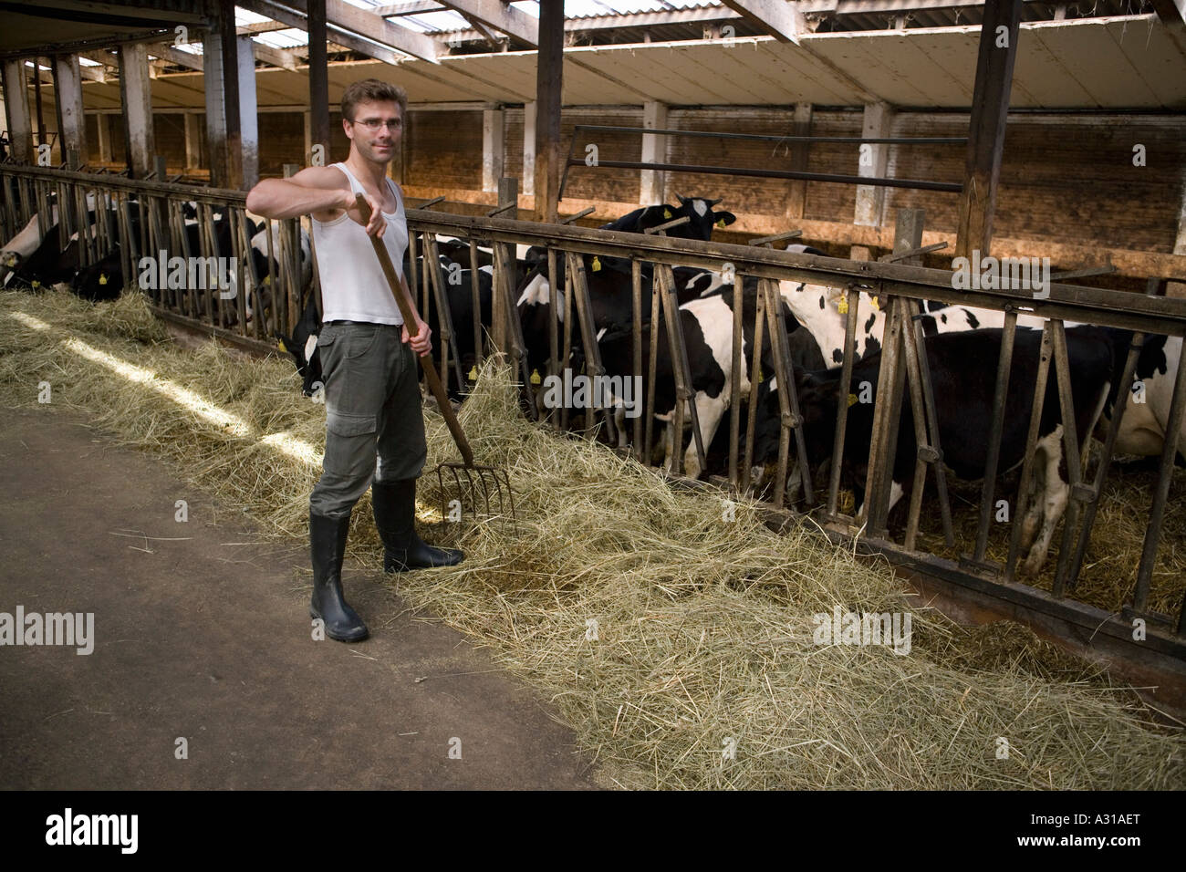 Farmer in barn with cows Stock Photo - Alamy