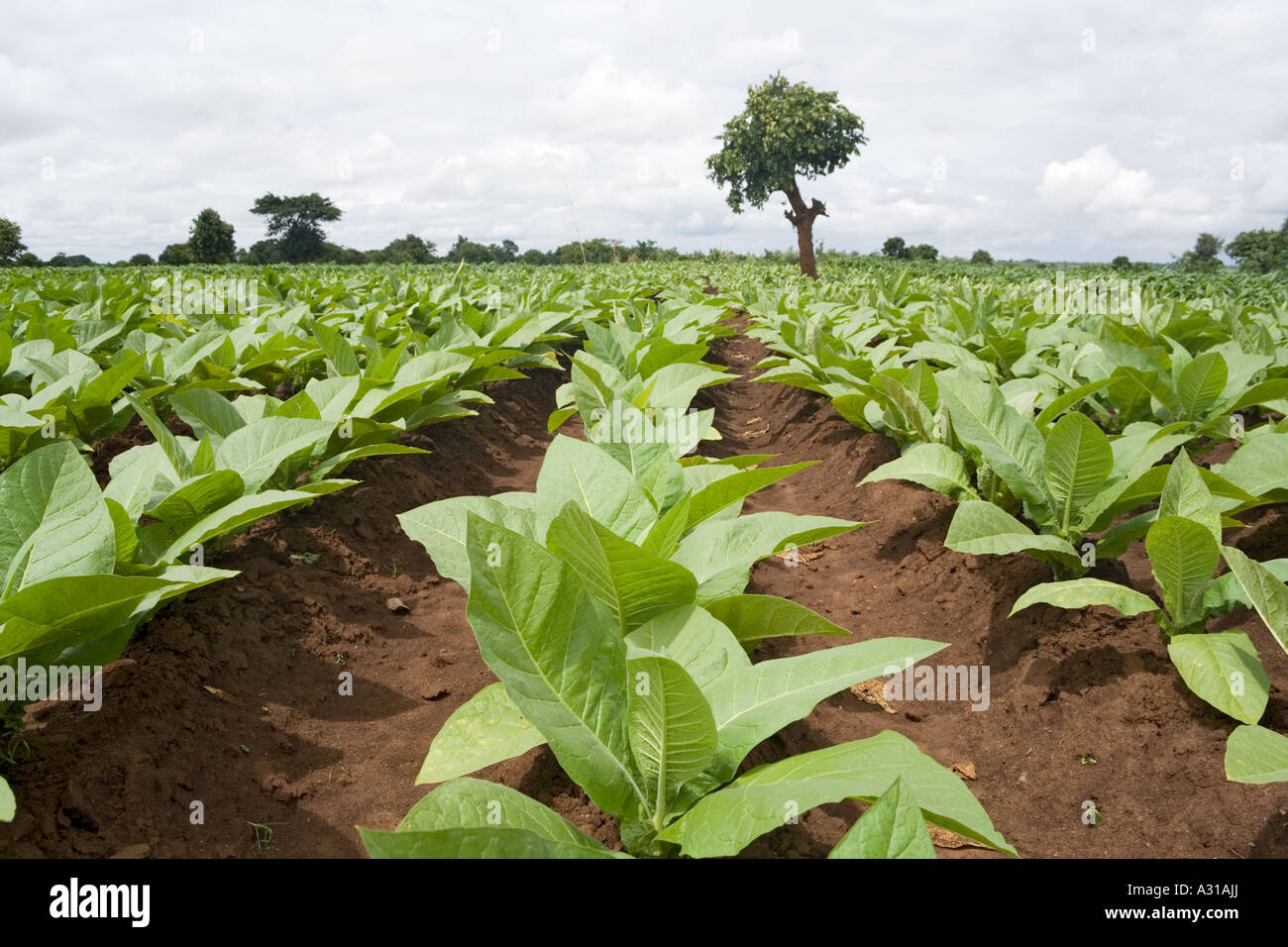 Young tobacco plants growing during the rainy season in the village of