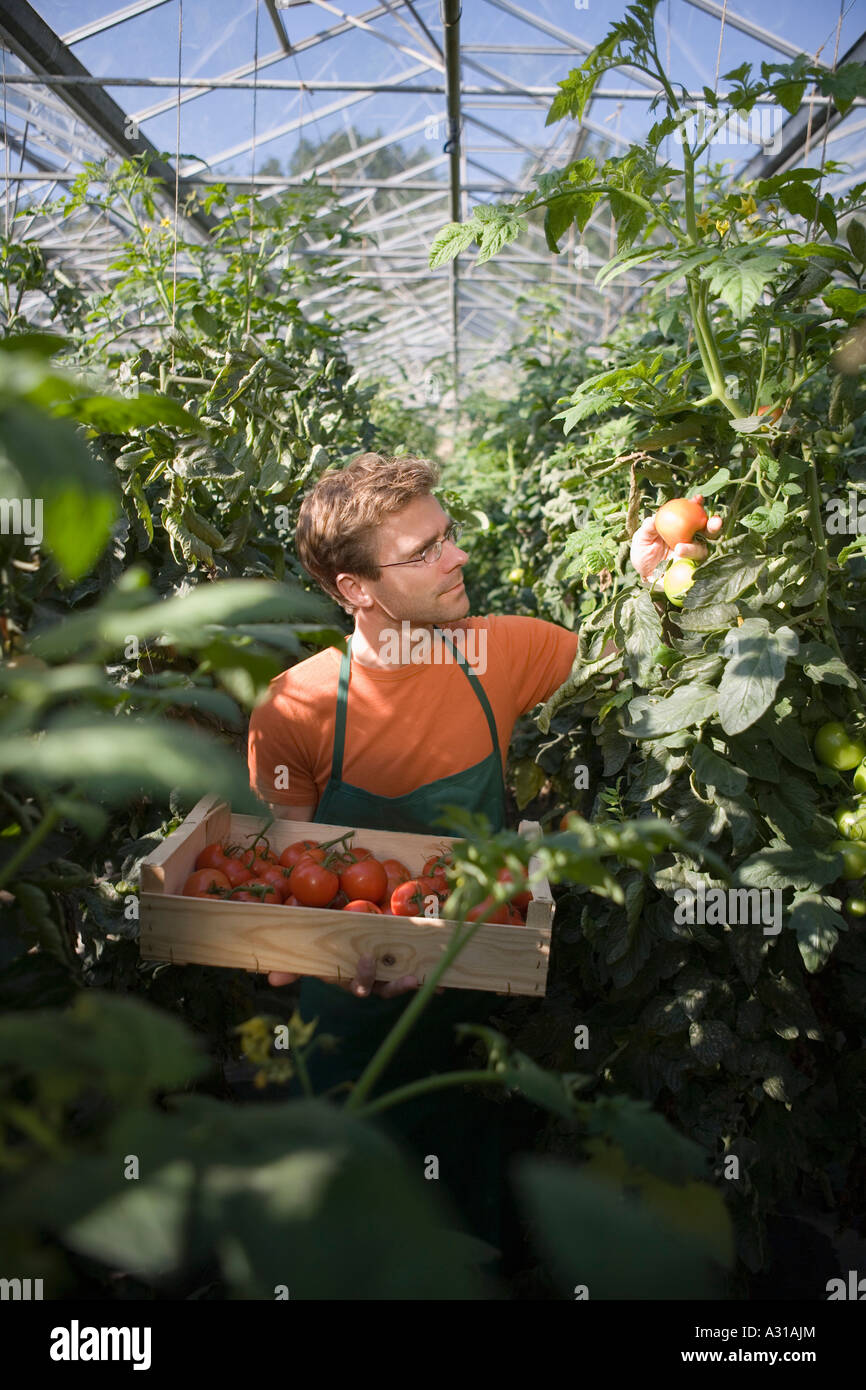 Man picking tomatoes in a greenhouse Stock Photo - Alamy