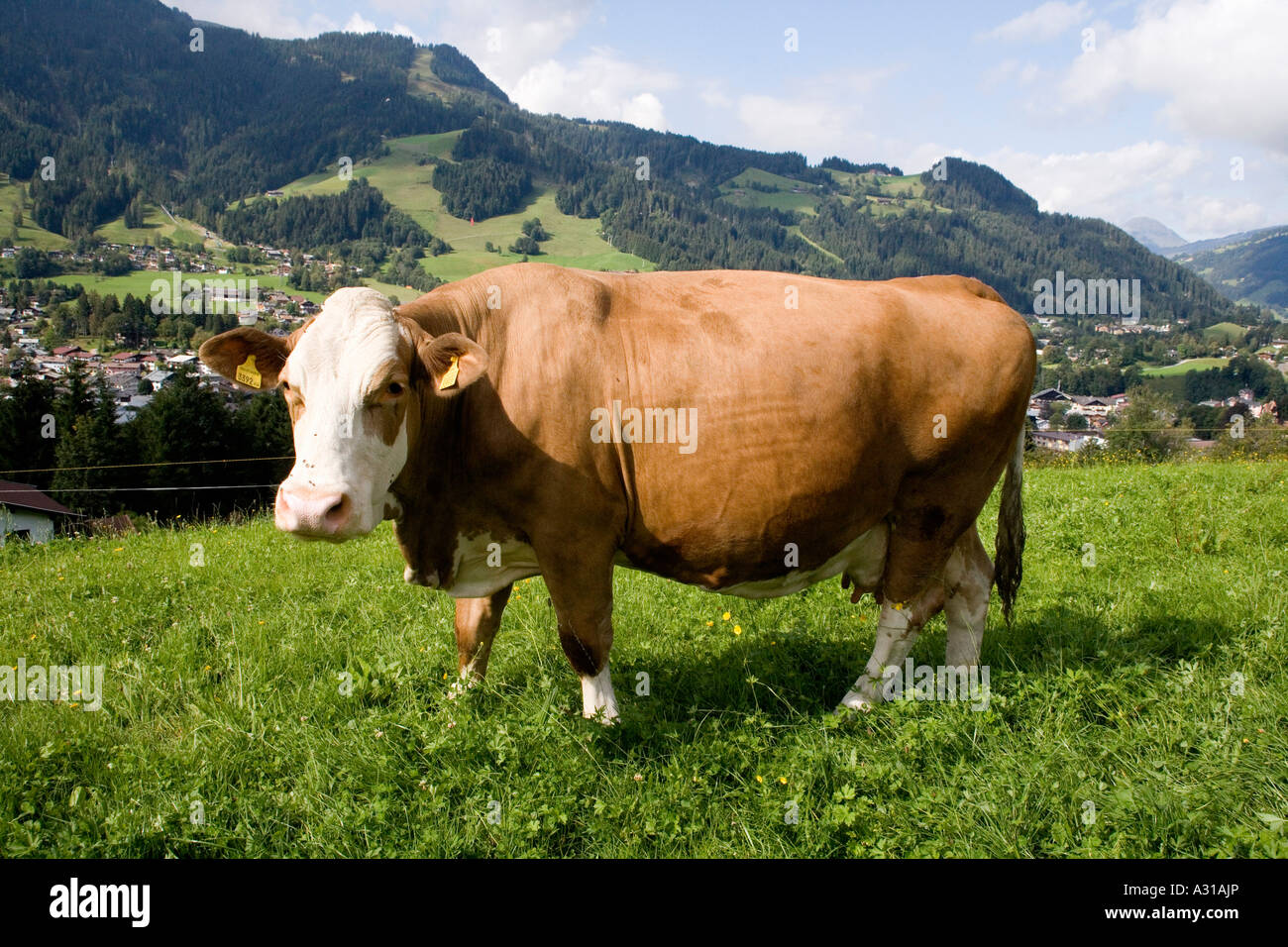 A brown cow in field Stock Photo - Alamy