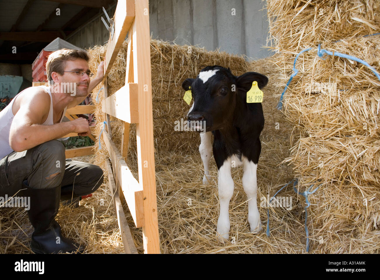 Calf watching hi-res stock photography and images - Alamy