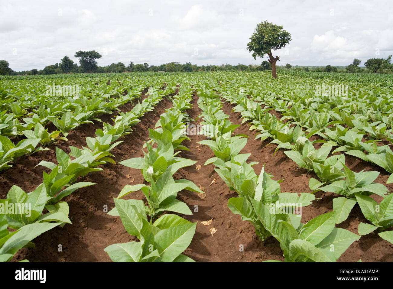 Tobacco farming africa hires stock photography and images Alamy