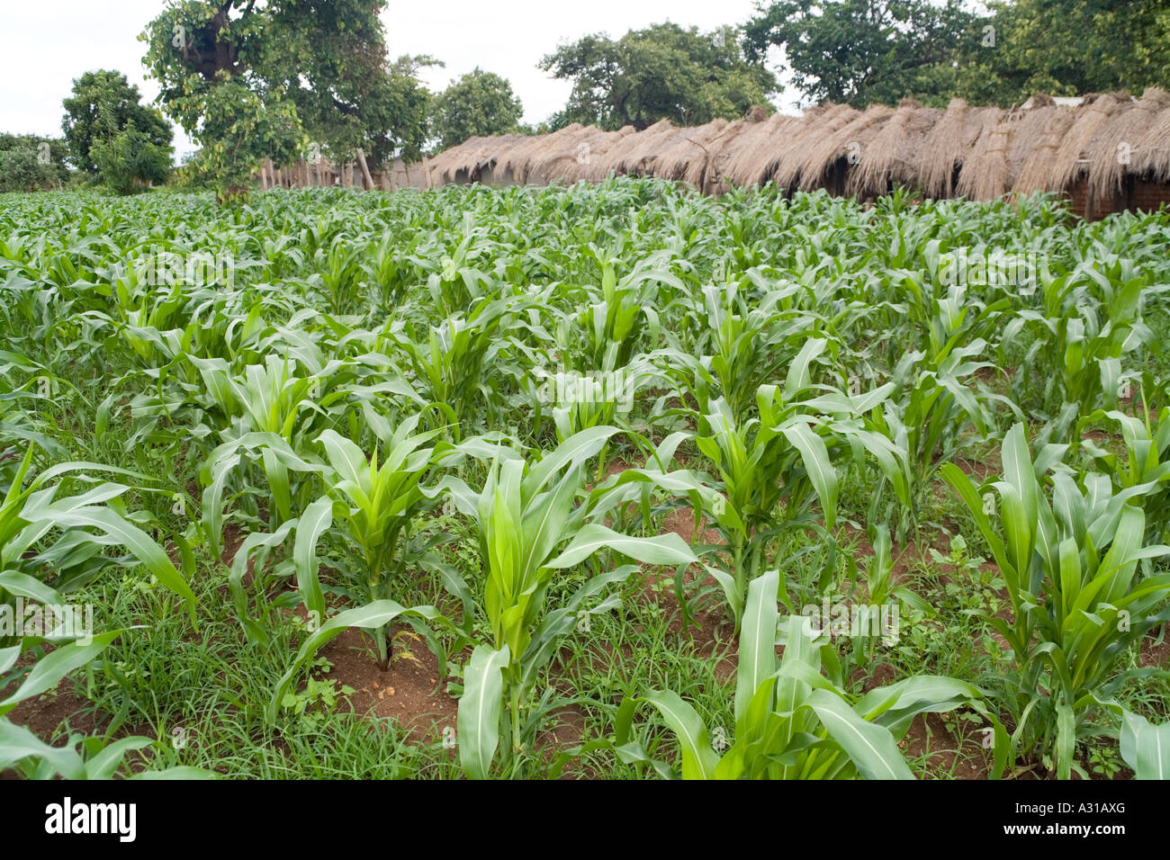 Young maize plants growing during the rainy season in the village of Mombala (Mambala) Malawi