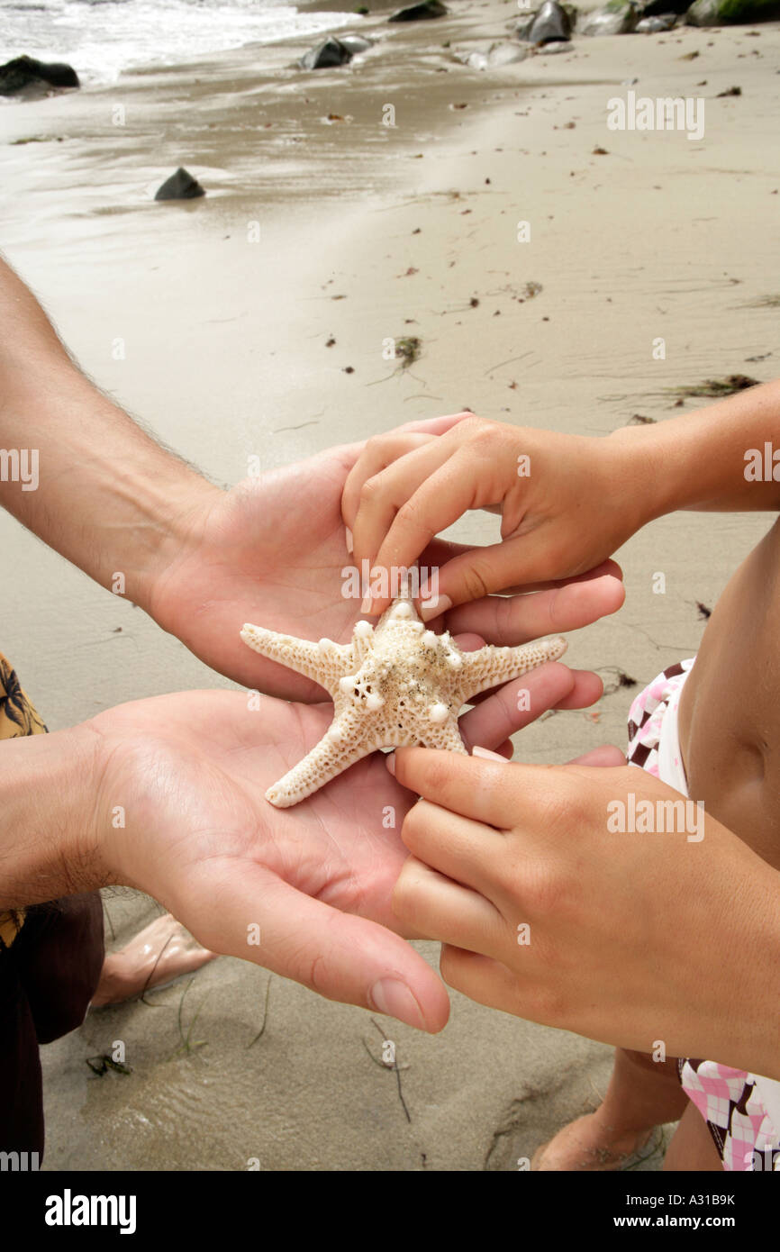 Close up of a starfish in a mans palms. Stock Photo