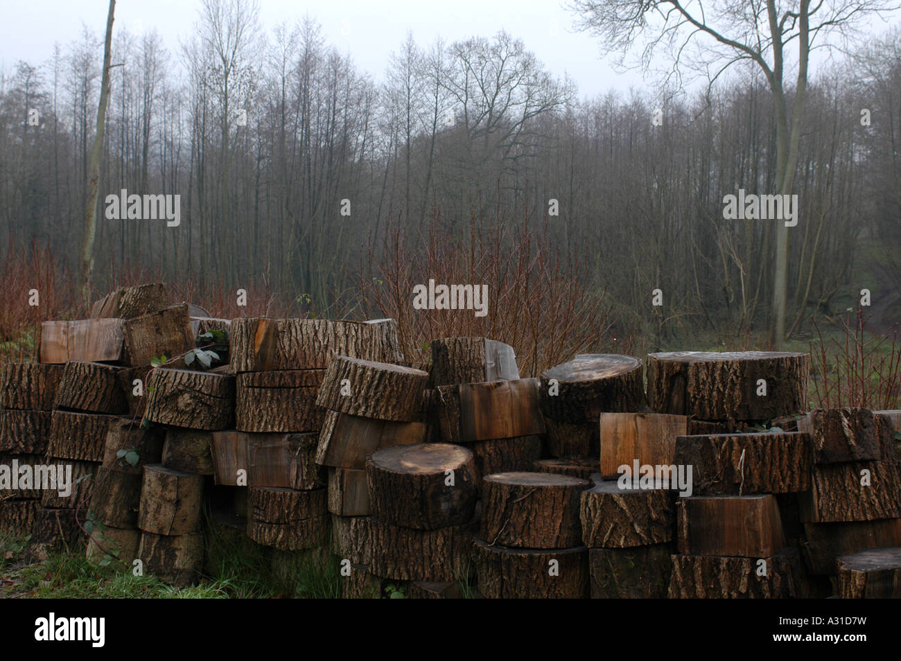 wood on wood a clearing in the forest with a stack of damp wood drying