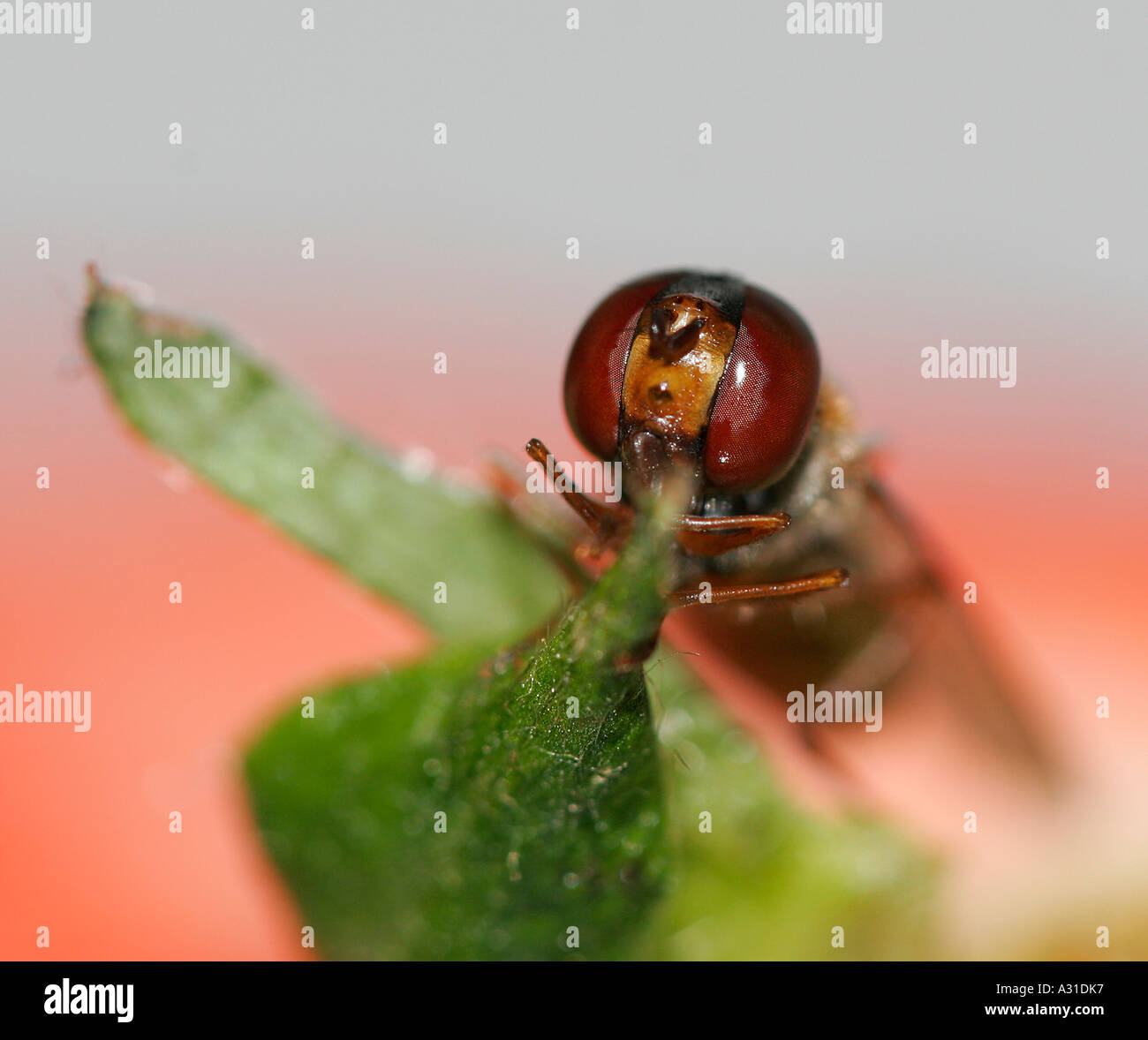 Close up of a fly sitting on a leaf Stock Photo