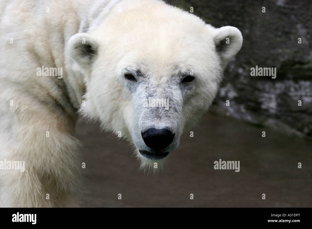 A polar bear facing the camera near water Stock Photo