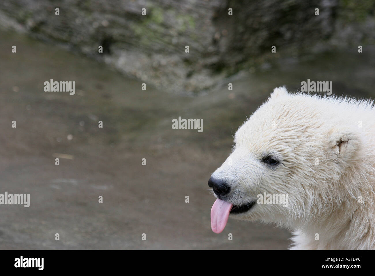 A young polar bear sticking out the tongue Stock Photo