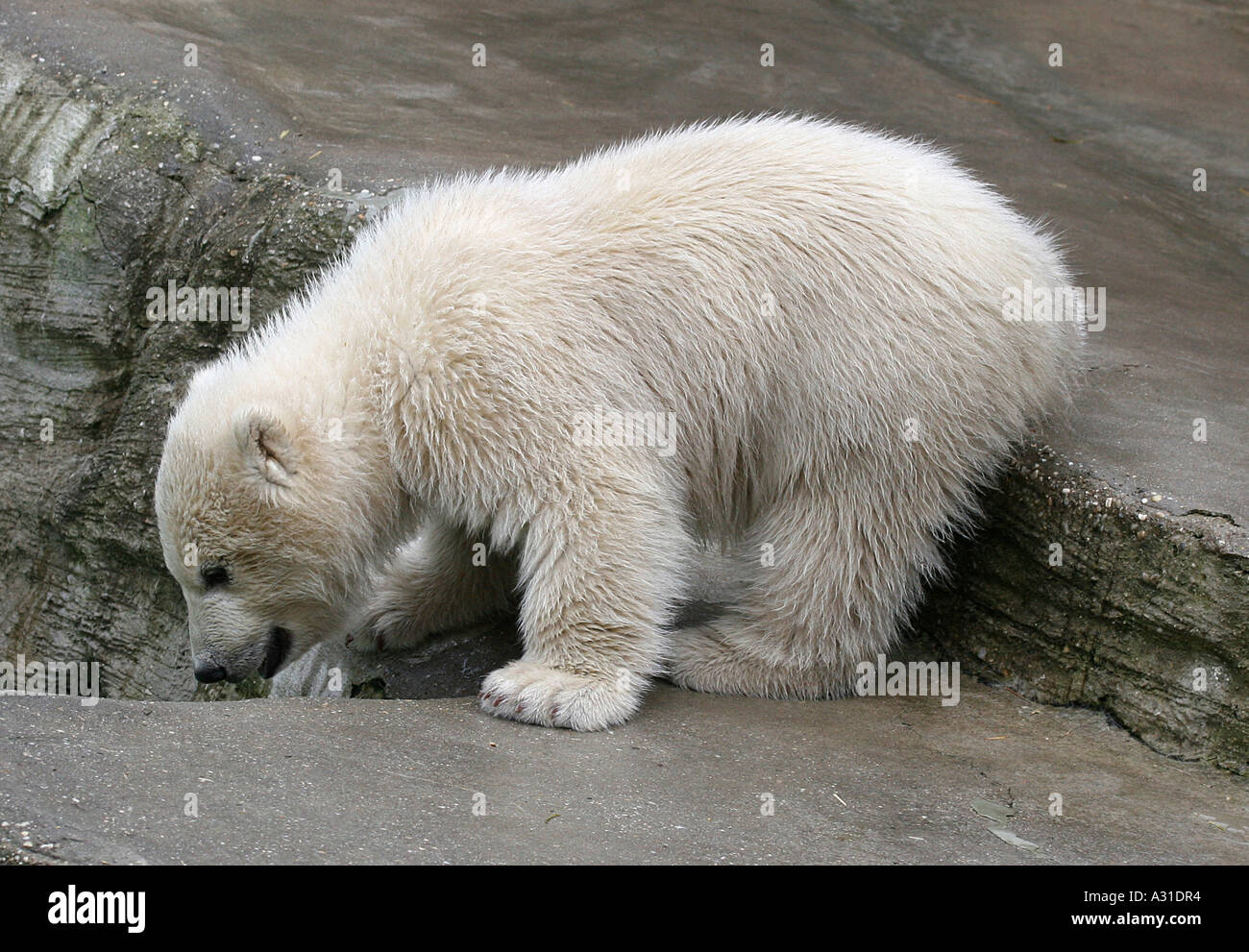 A young polar bear snuffling Stock Photo