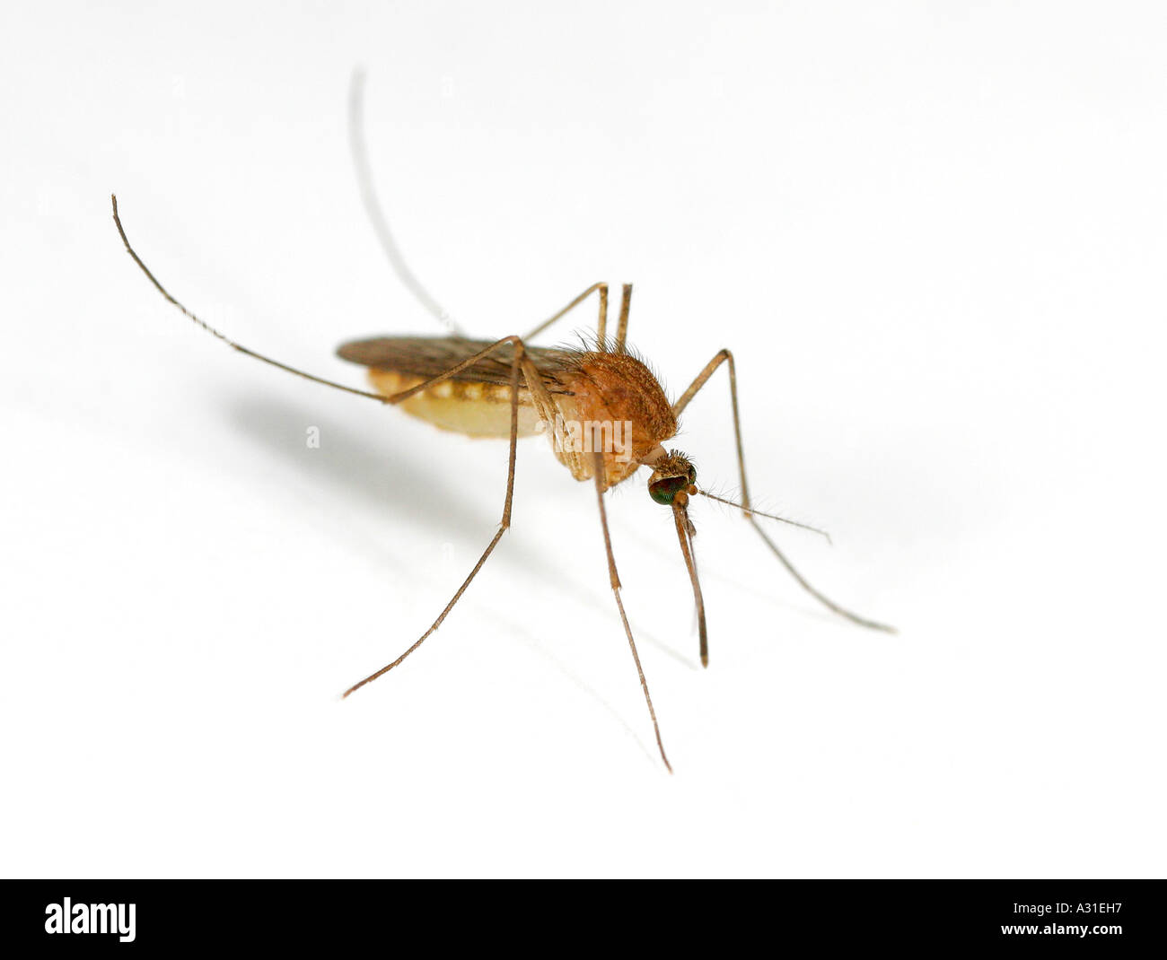 Mosquito Stock Photo