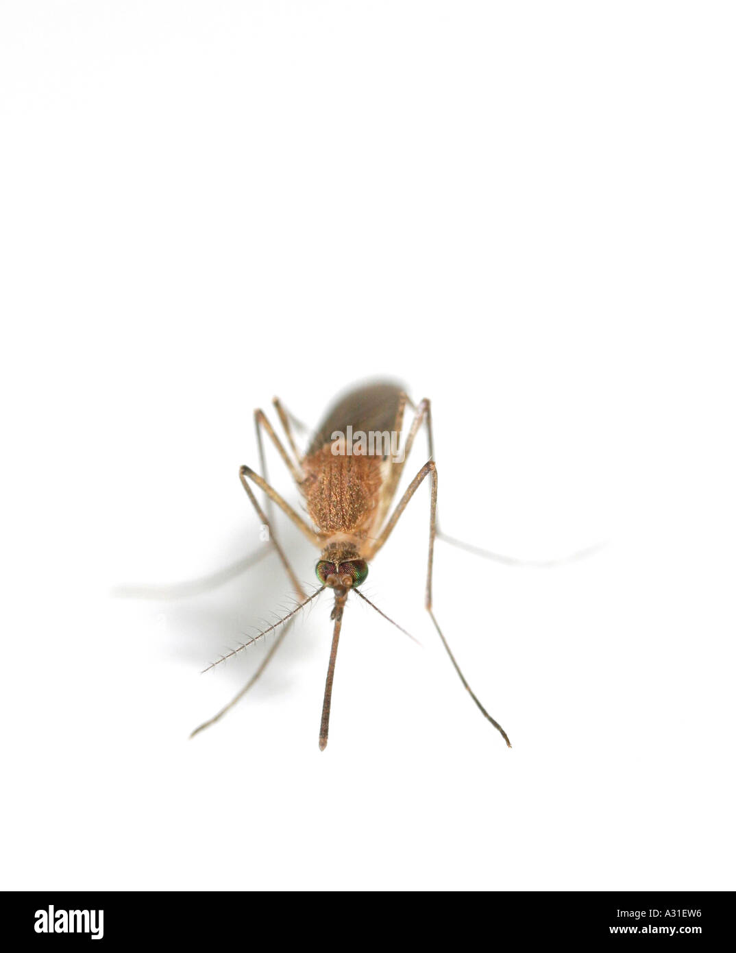 Mosquito close up Stock Photo