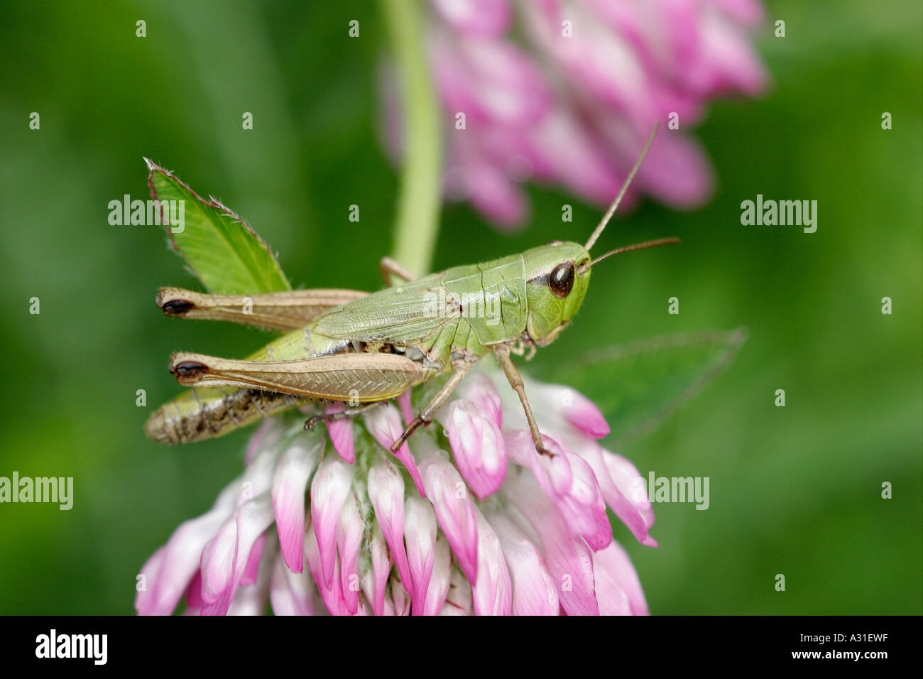 Locust sitting on flower Stock Photo