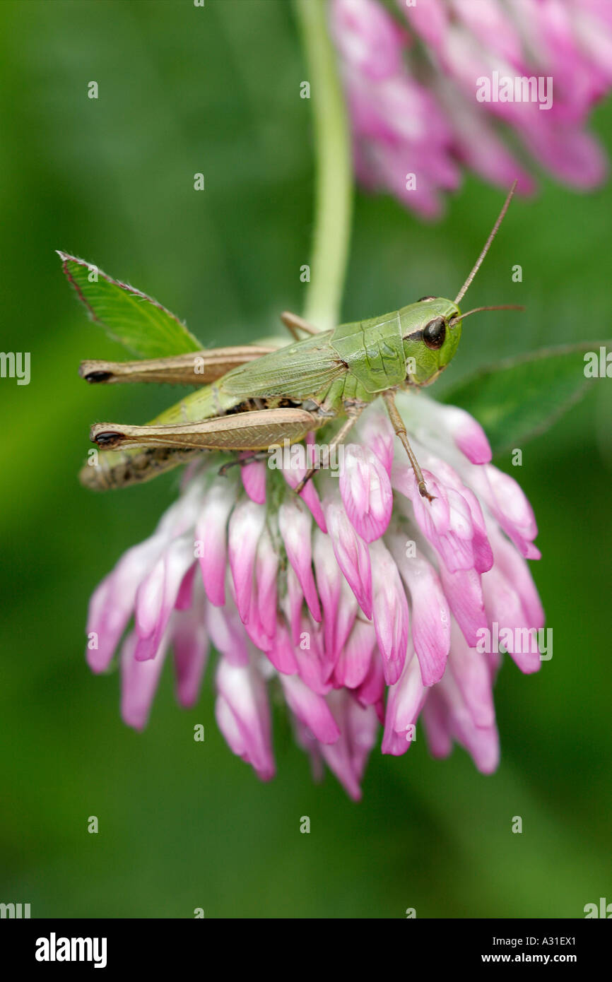 Locust sitting on flower Stock Photo