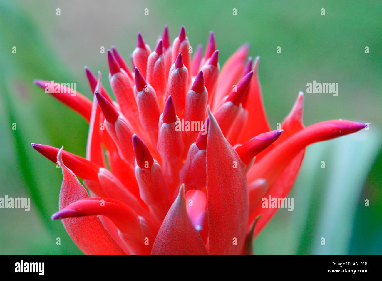 closeup of flaming torch flower Stock Photo Alamy
