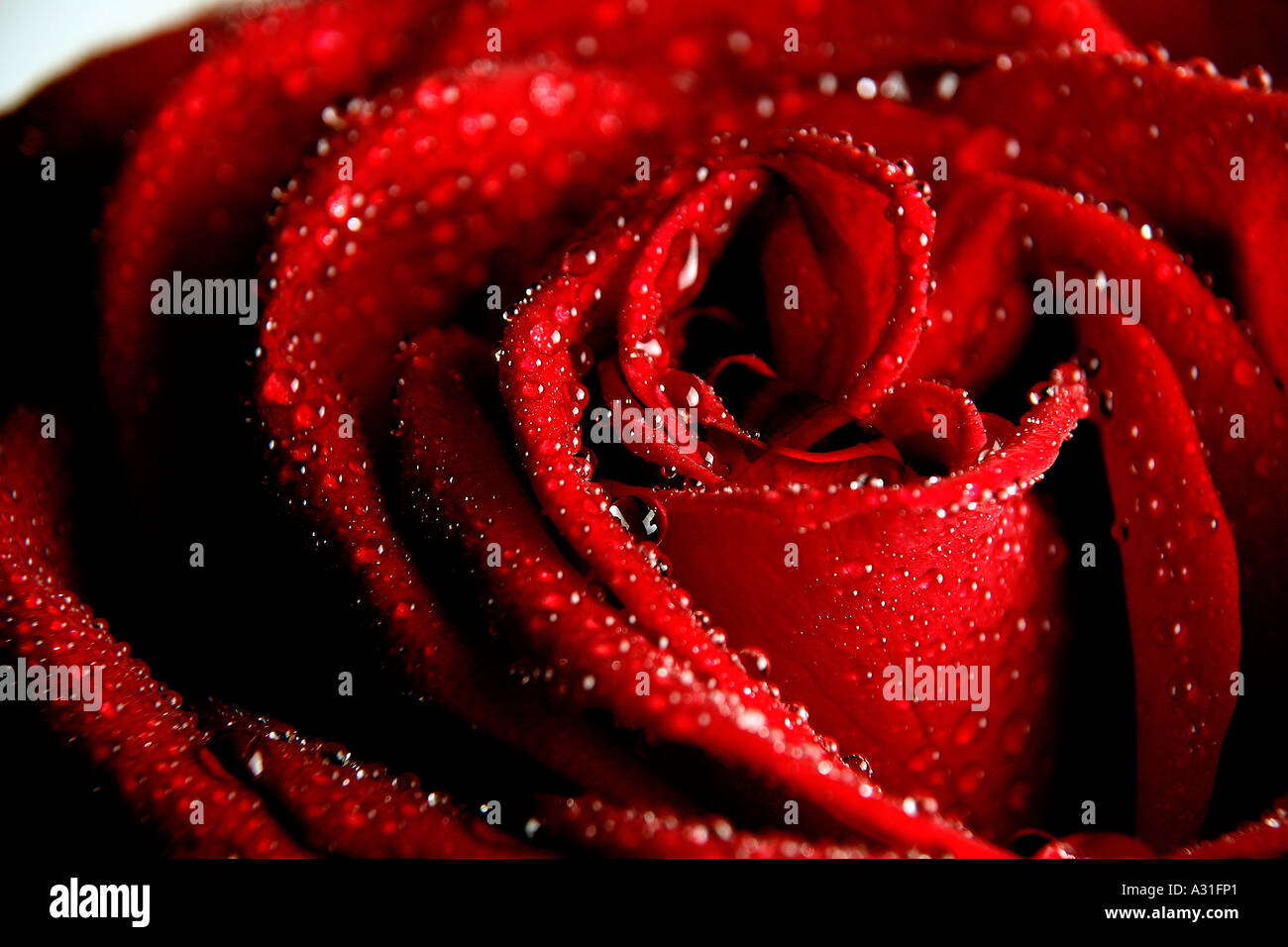 Water droplets on rose flower detail Stock Photo