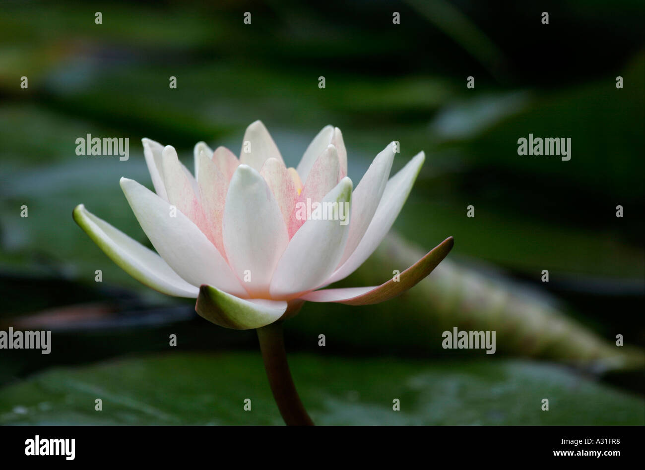 water lily close up Stock Photo Alamy