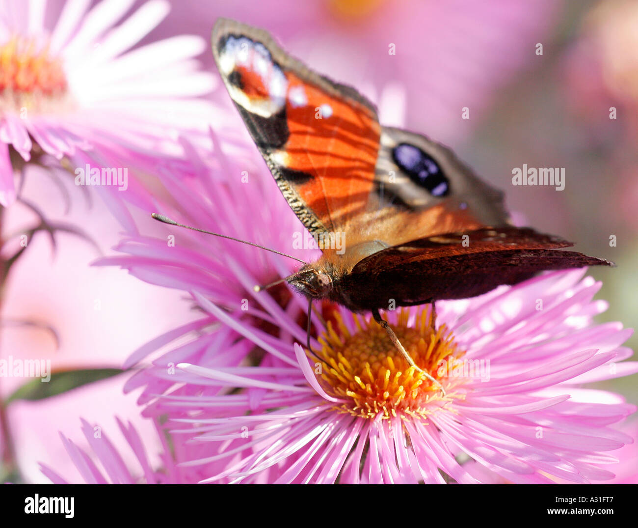 peacock butterfly on flower Stock Photo - Alamy