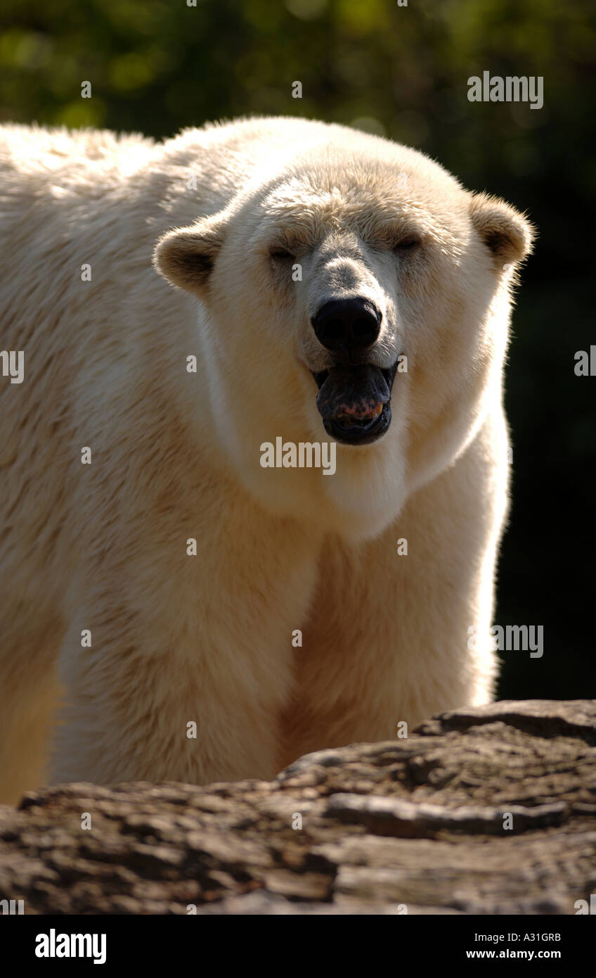 Polar bear standing on rock close up Stock Photo
