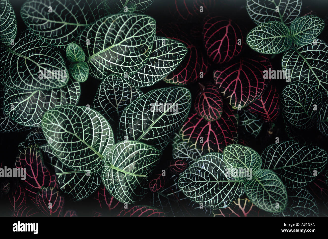 Close up of Fittonia verschaffeltti var. argyroneura and common name Mosaic plant, Nerve plant or Painted Net leaf Stock Photo
