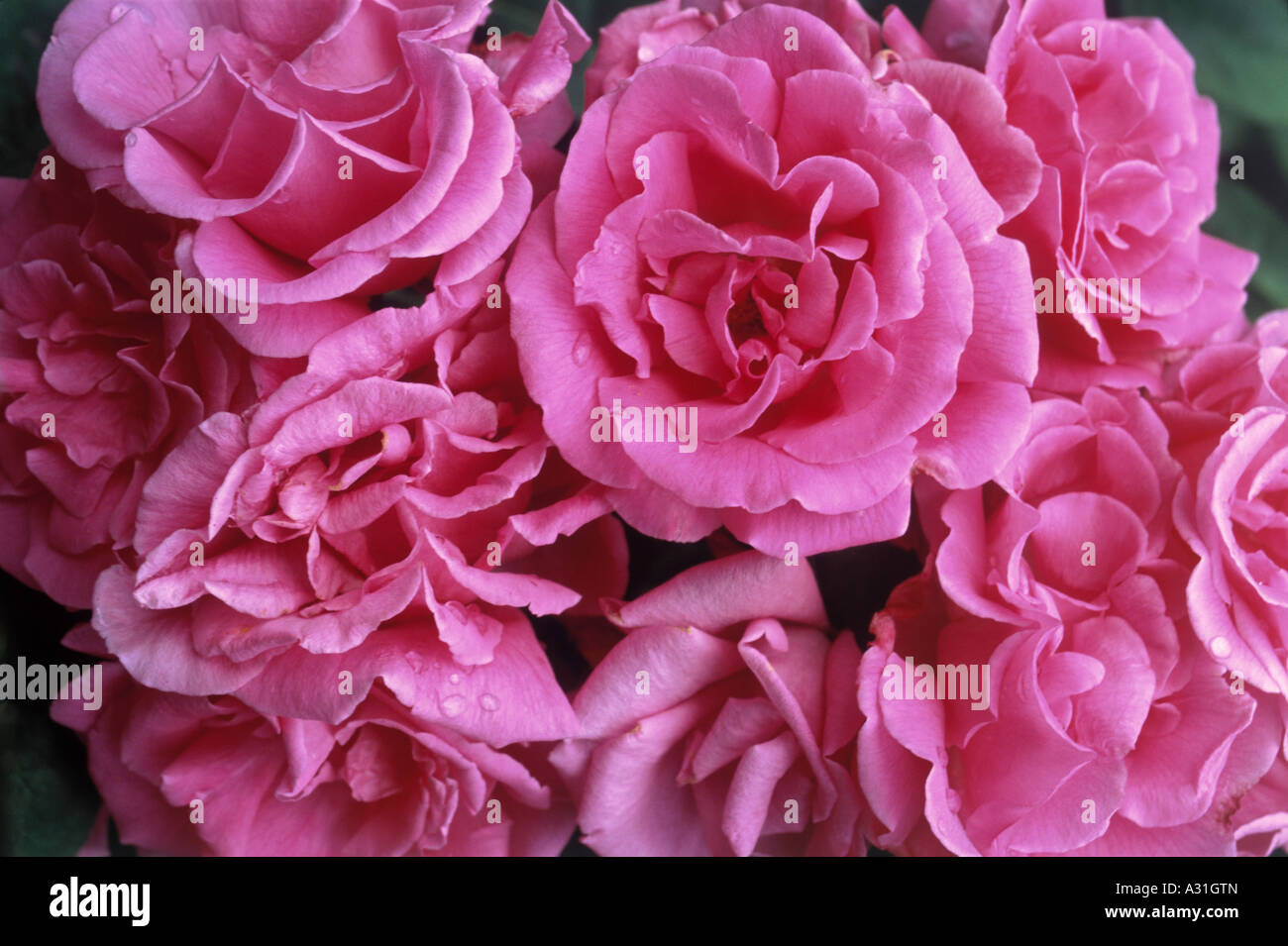 Absolute Pink Roses Close up cluster pink roses hi-res stock photography and images - Alamy