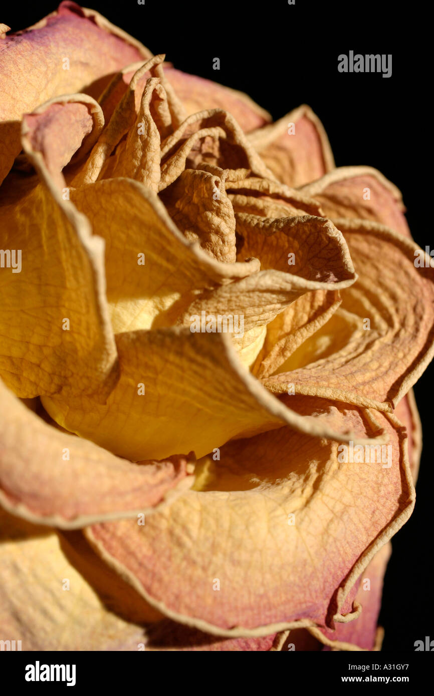 Dried rose close up Stock Photo