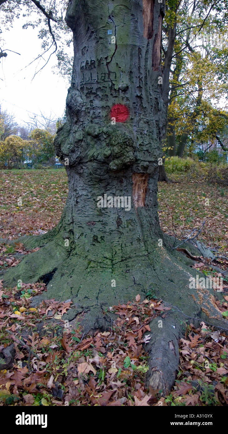 Old Tree marked for removal Stock Photo Alamy