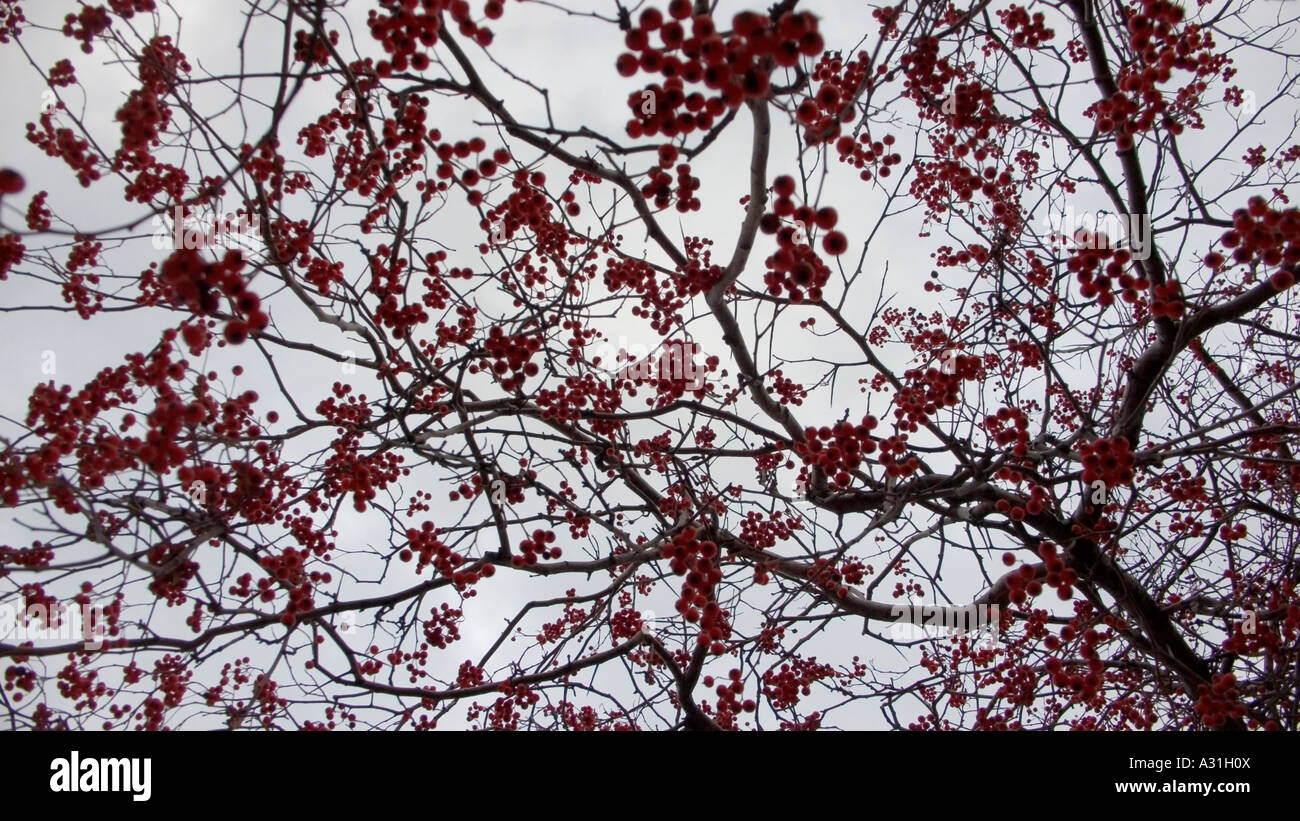Lace work of branches and red fruit of Crataegus viridis, common name Hawthorn, 'Winter King tree' Stock Photo